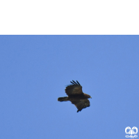 گونه عقاب خالدار کوچک Lesser Spotted Eagle